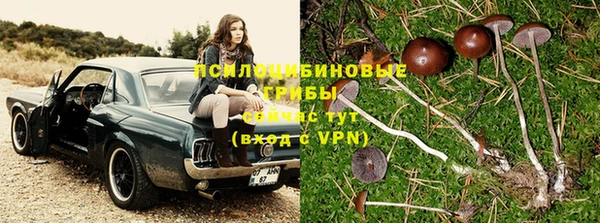 индика Алзамай